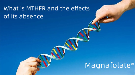 MTHFR کیا ہے اور اس کی عدم موجودگی کے اثرات