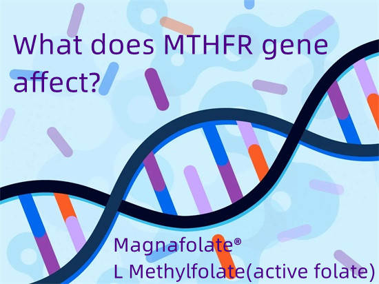 MTHFR جین کیا متاثر کرتا ہے؟