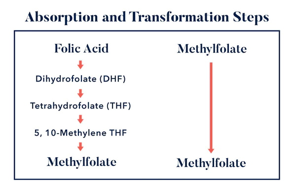 فولک ایسڈ اور L-methylfolate کی اہم مماثلتیں کیا ہیں؟