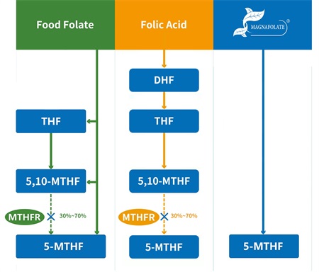 5-methyltetrahydrofolate کیا ہے؟