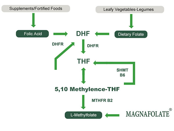 L-Methylfolate VS فوڈ فولیٹ VS فولک ایسڈ