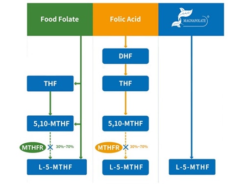 فولیٹ کی درجہ بندی اور 5-methyltetrahydrofolate کی سرگرمی پروفائل